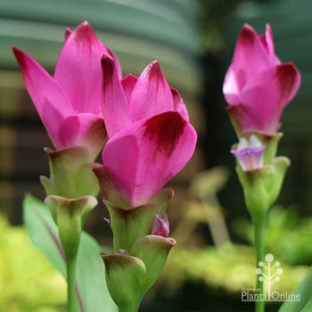 Curcuma Siam Splash