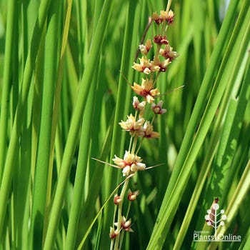 Lomandra Dalliance flowerspike