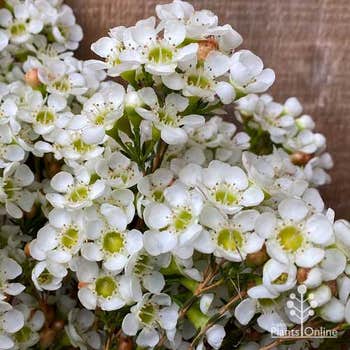 waxflower Dawn Pearl