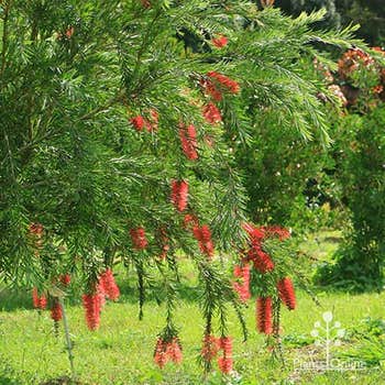 Callistemon Dawson River Weeper