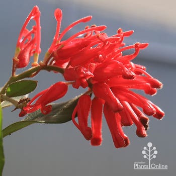 Grevillea Deua Flame