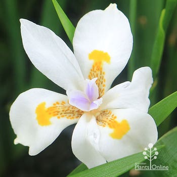 Tiny Dancer Dietes
