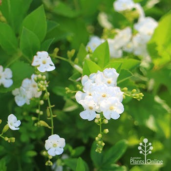 white duranta flowering in shade