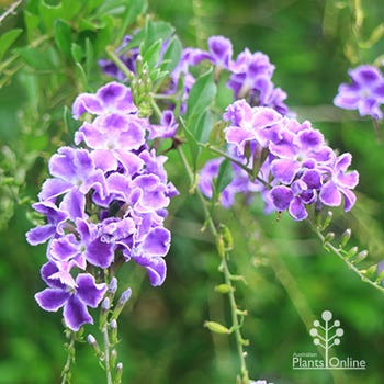 Geisha Girl purple duranta