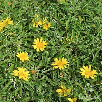 silver carpet Dymondia