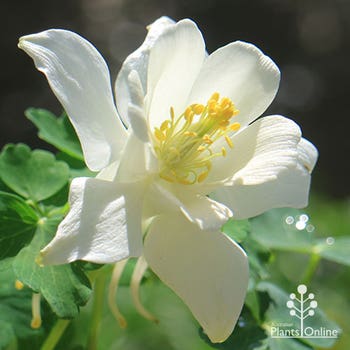 white Aquilegia Early Bird