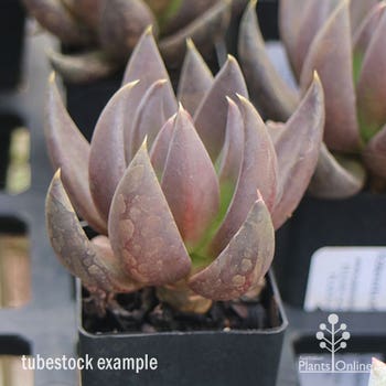 Echeveria Black Knight tubestock plant
