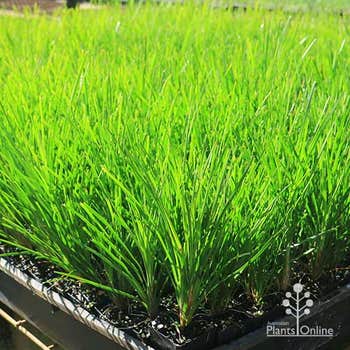 Lomandra Echidna Grass