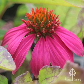 Echinacea Pow Wow Wild Berry purple coneflower
