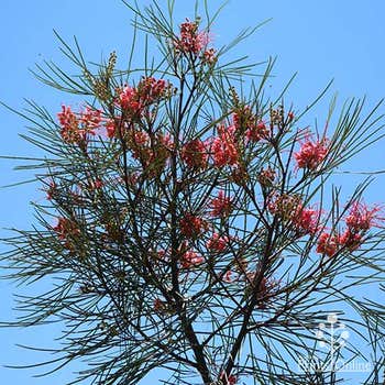 Grevillea Elegance - grafted