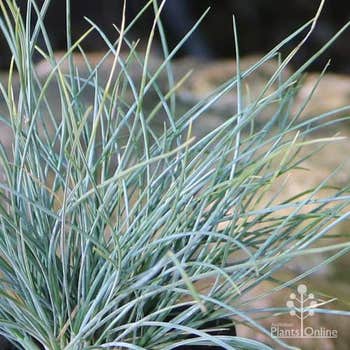 Elijah Blue fescue grass