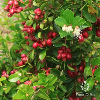 lillypilly Elite flowers and berries