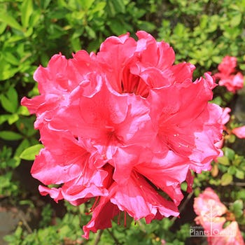 Elizabeth Lawrence flower cluster in sunshine