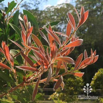 Callistemon Endeavour spring foliage colour