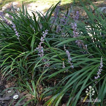 evergreen giant liriope