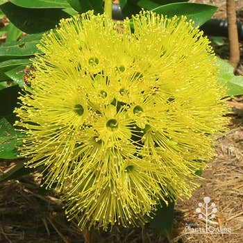 Fairhill Gold huge yellow flowers