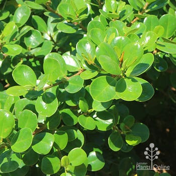 Ficus Green Island