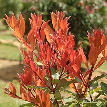Fiji Fire NZ Christmas Bush red leaf colour