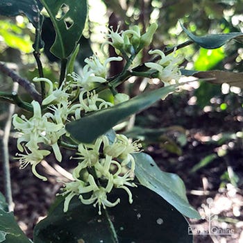 Acronychia imperforata - Fraser Island apple flowers