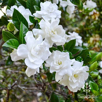 Gardenia Magnifica