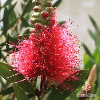 Callistemon Genoa Glory 