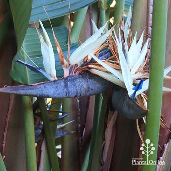 giant bird of paradise flower