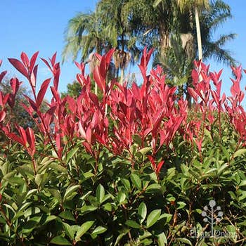 Glabra Rubens photinia hedge new growth