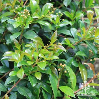 lilly pilly Glasshouse Select hedging