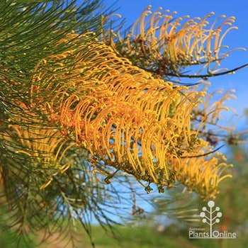 Grevillea Golden Lyre