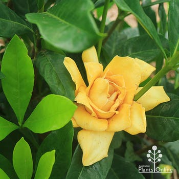 Gardenia Golden Magic