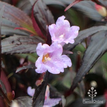 goldfussia Strobilanthes lilac flowers