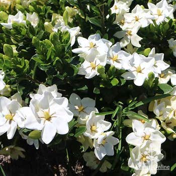 Gardenia Grandiflora Star groundcover