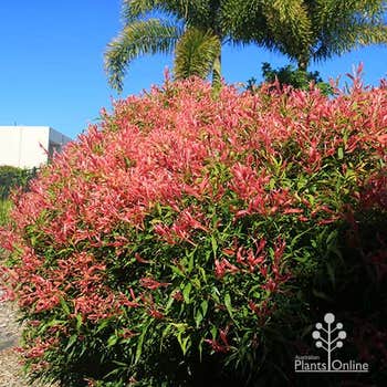 Great Balls of Fire hedge