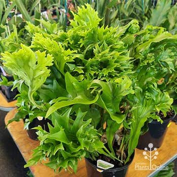 Microsorum Green Flame
