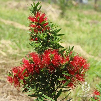 Green John bottlebrush flowering