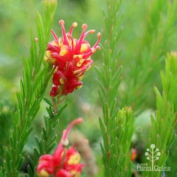 Fireworks grevillea flowers
