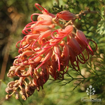 Little Robyn grevillea flowerbuds opening