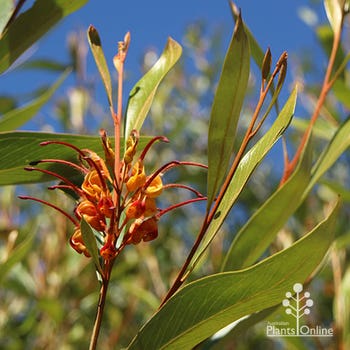 Orange Marmalade tropical grevillea