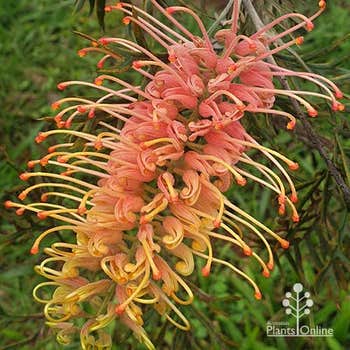 Grevillea Strawberry Pops