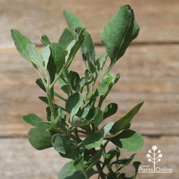Rhagodia Grey Edge - saltbush