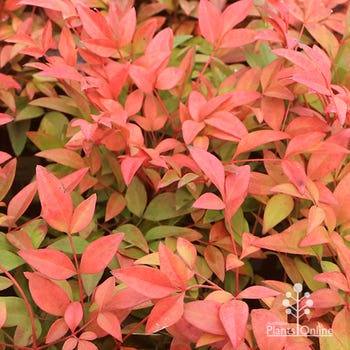 Nandina Gulf Stream in winter