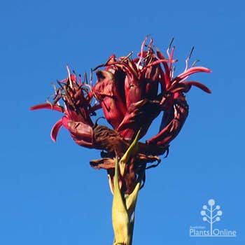 native gymea lily Doryanthes