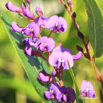 Hardenbergia Lilac Lace flowers