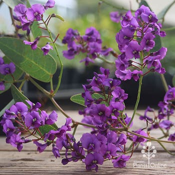 Sea of Purple hardenbergia