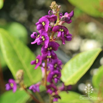 Hardenbergia Sweetheart in flower