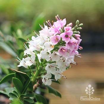 Hebe Icing Sugar pink and white flowers