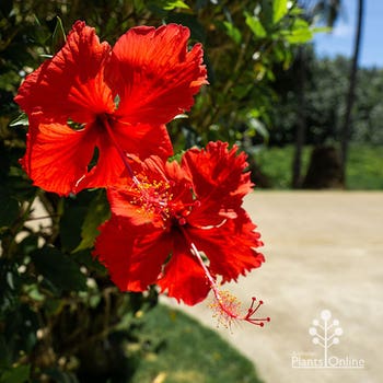 Hibiscus Psyche flower