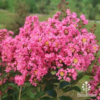 crepe myrtle Hopi 