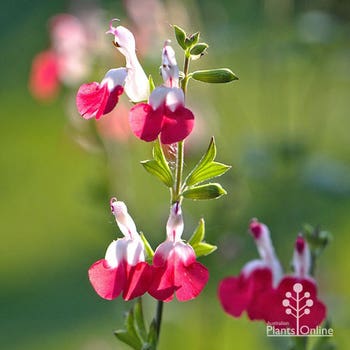 Salvia Hot Lips flowering