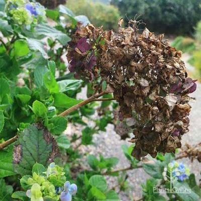 hydrangea dead flowerhead
